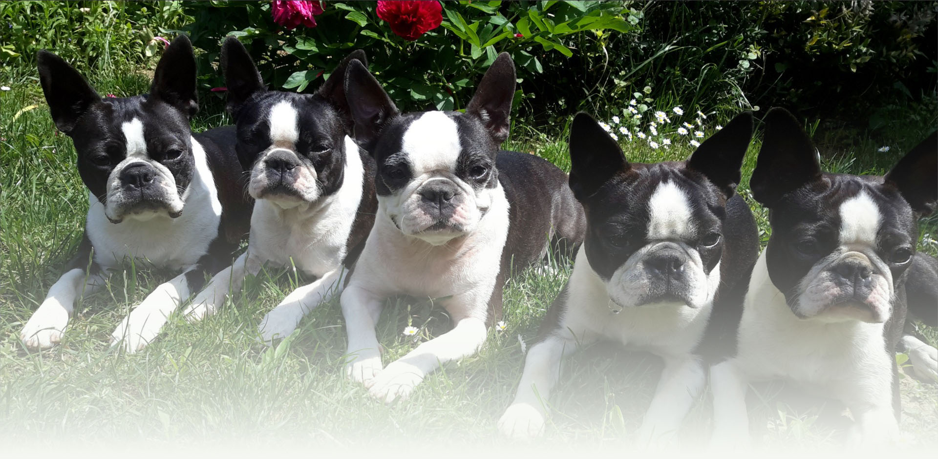 Minden, ami a Happy Dog Store