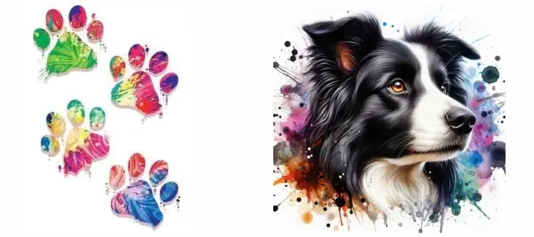 Border collie Border collie