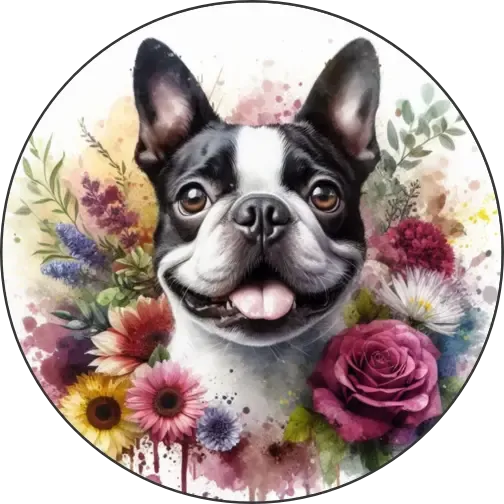 Boston terrier Boston terrier