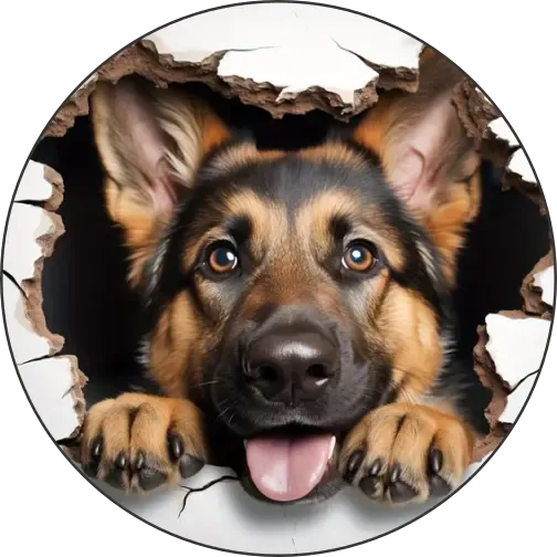 Német juhászkutya Német juhászkutya