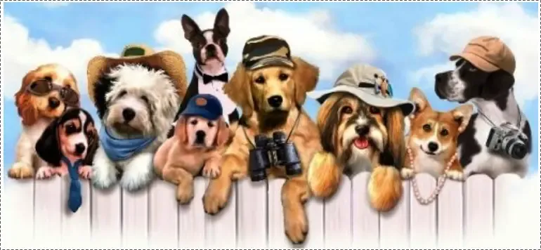 Sok kutyás Sok kutyás