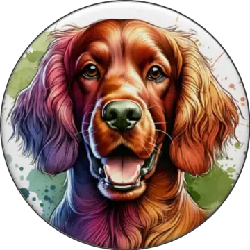 Ír szetter tányér