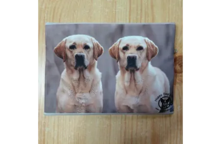Labrador hátulnézet Labrador hátulnézet