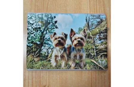 Yorkshire terrier hátulnézet